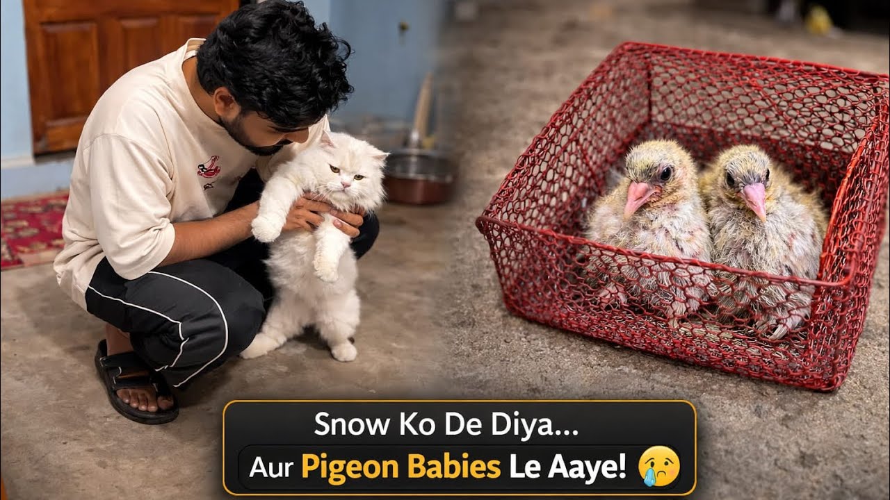 Snow ko aaj hmne kisi aur ko de Diya 😢 aur new baby pigeon buy kiya.😍