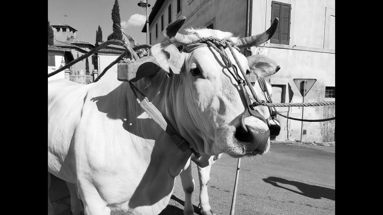 RIEVOCAZIONE STORICA DI UN MATRIMONIO CONTADINO IN VALDICHIANA DEGLI ANNI ’50 - X edizione