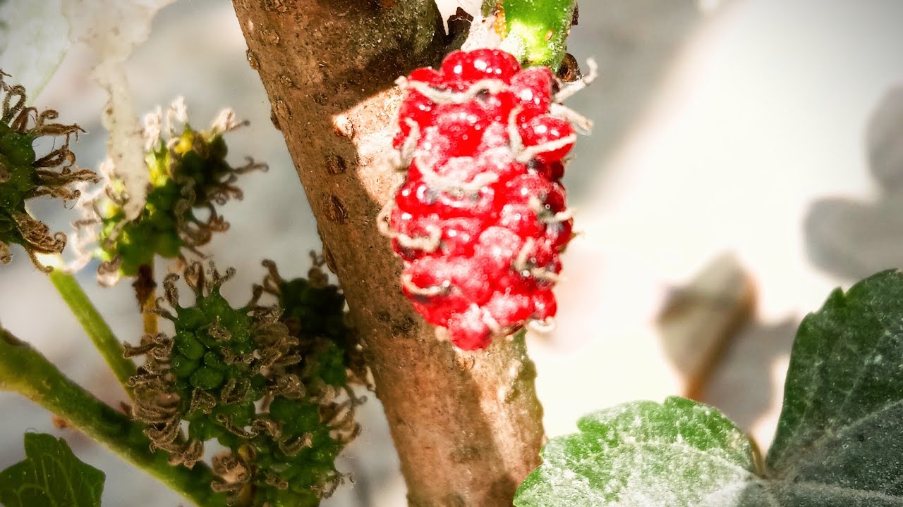 Mulberry growth 💹📈😁☘️🍃#shortvideo #plants 