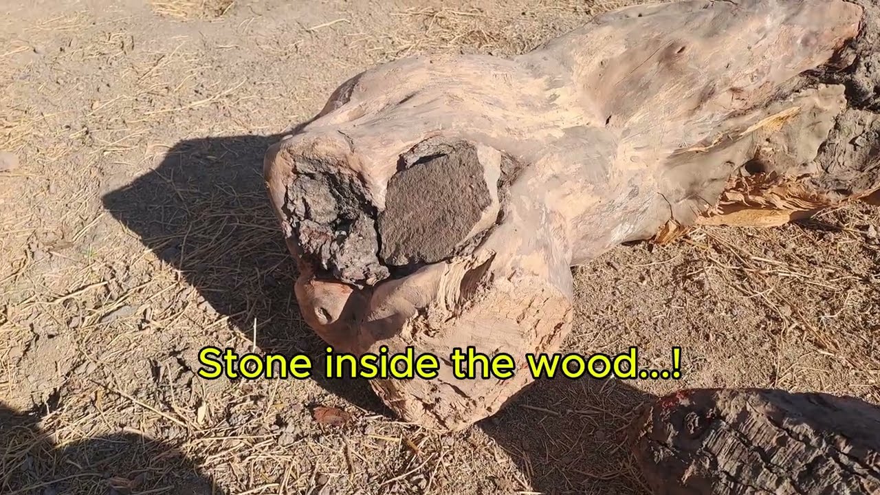 Village Life | Splitting Mountain Firewood with a Stone Hidden Inside 
