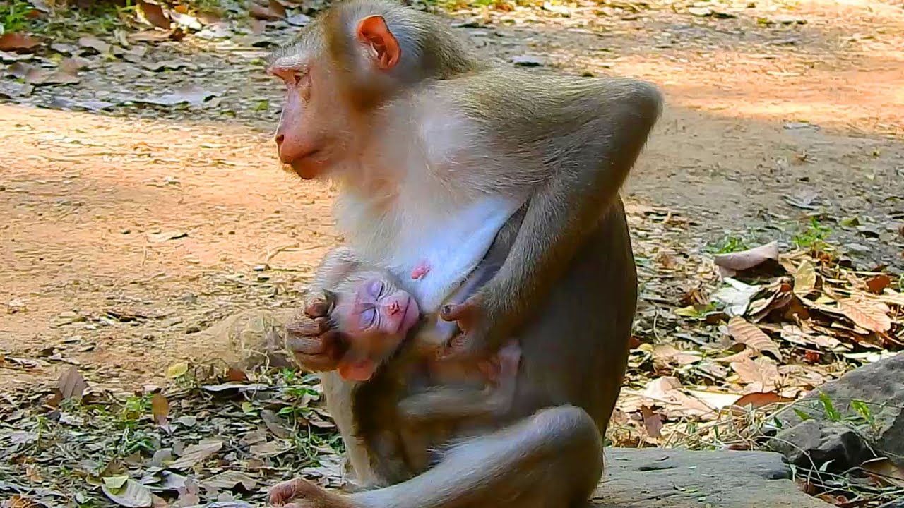 Mother is exhausted coz newborn Lucan breastfeed from her all the times, Mom requests him stop milk