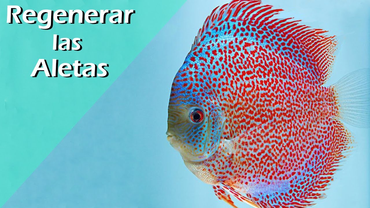 179🩹🩻.-¿Los peces pueden regenerar sus ALETAS?  Verdad que pocos conocen…