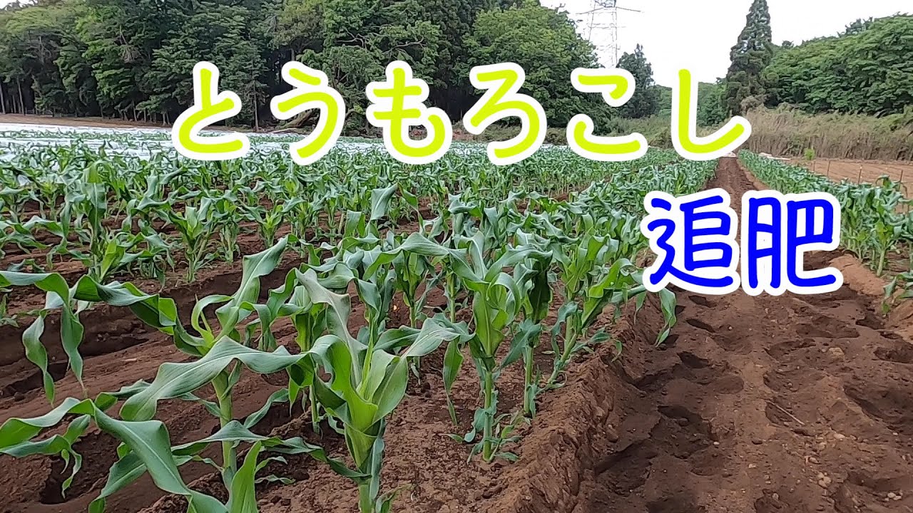 トウモロコシ追肥