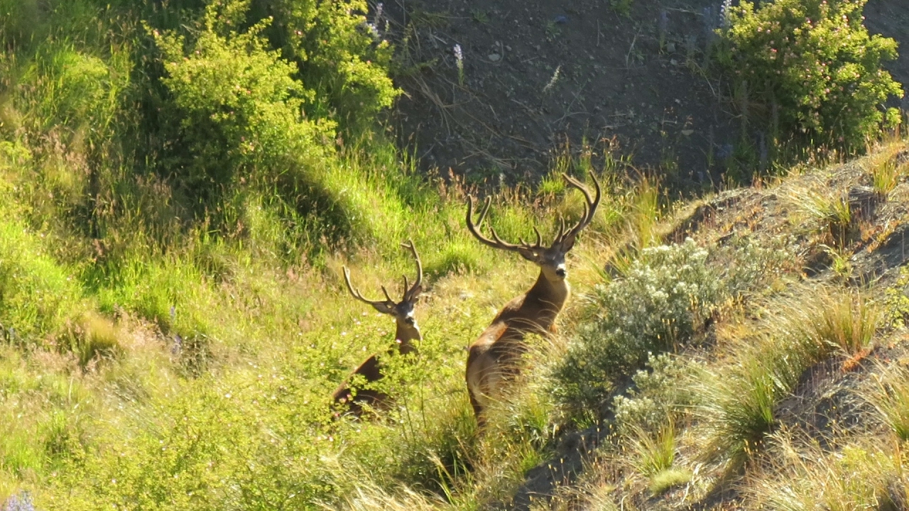 STAG HUNT - Summer Preseason Fitness