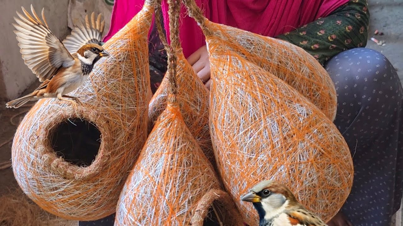 বাবুই পাখির বাসা তৈরি দেখুন