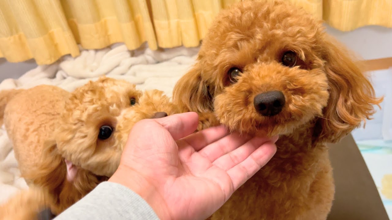 ププが去勢手術する事になりました【デカプー】