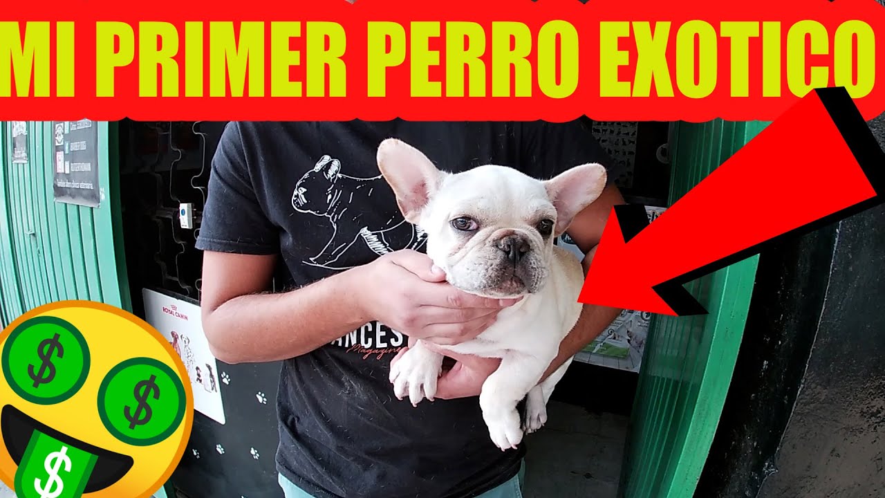 Mi primer Perro exótico Bulldog francés  Mario Blogs
