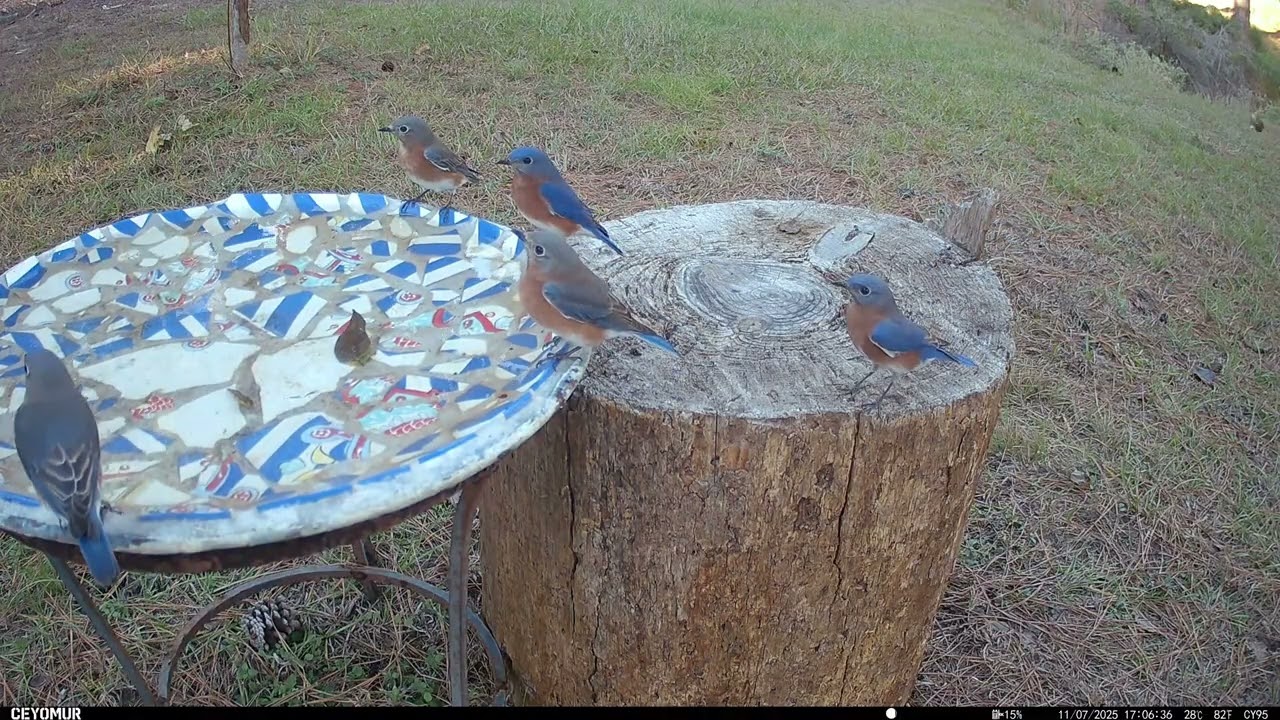 Camera was moved but still managed to get some beautiful Blue Birds! (and a few other stray birdies)