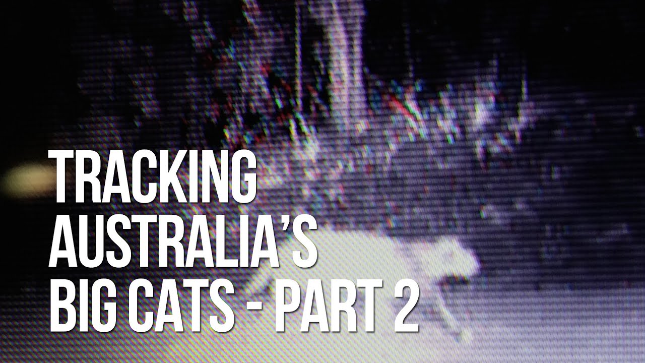 Finding Australia's Big Cats