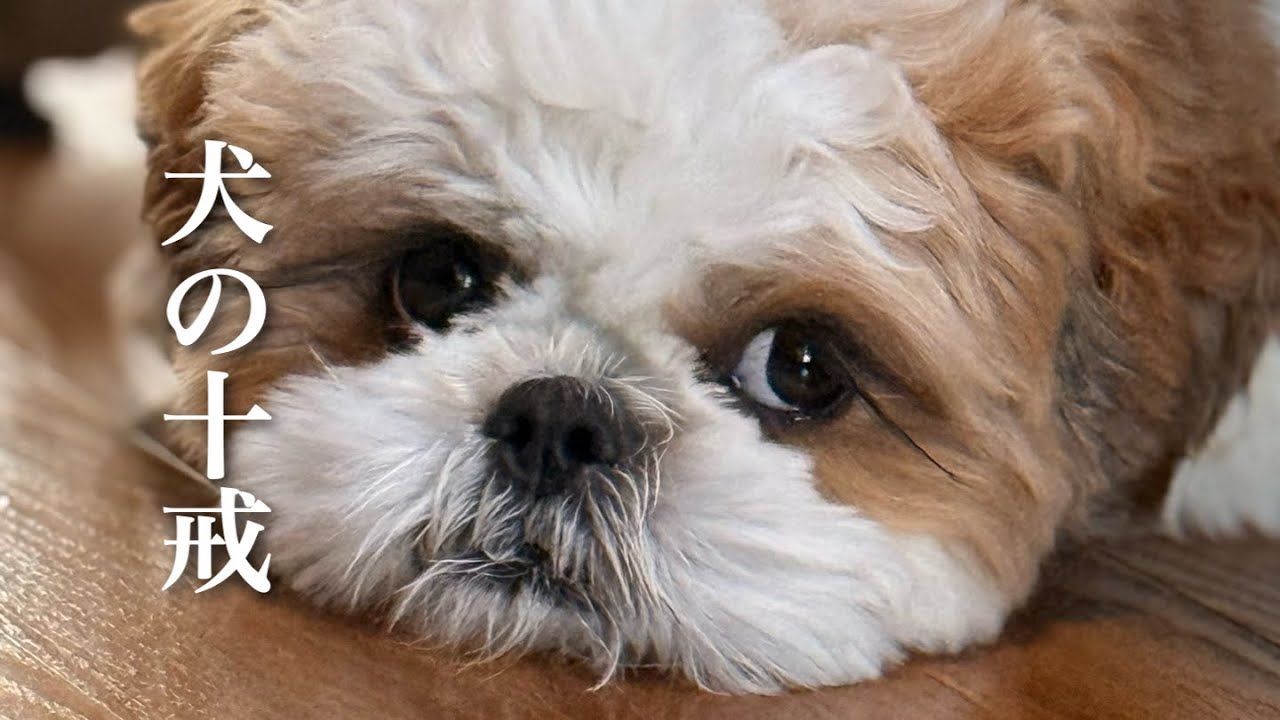犬の十戒