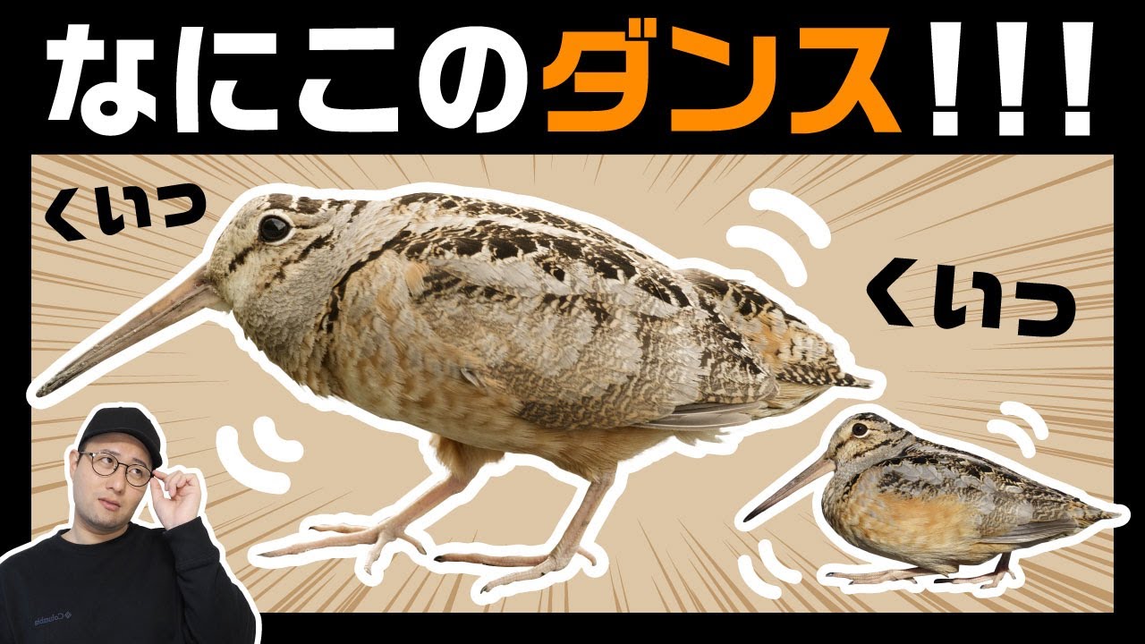 【中毒注意】可愛すぎるダンスの謎（アメリカヤマシギの生態）