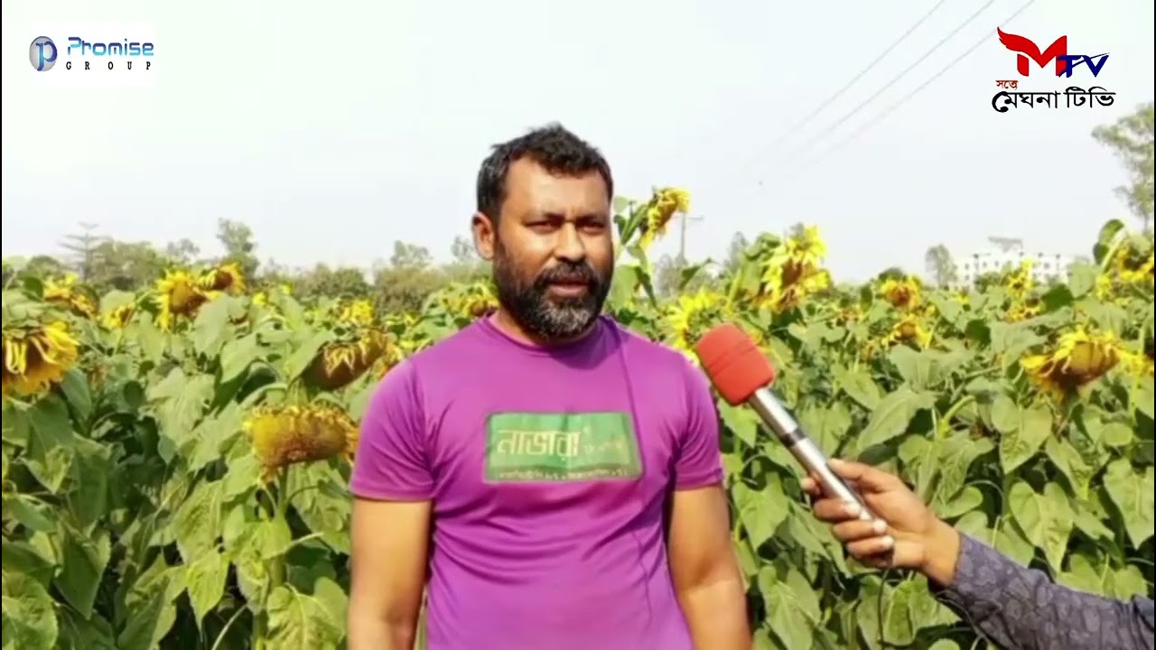 উল্লাপাড়ায় কৃষি প্রণোদনার আওতায় সূর্যমুখী ফুল চাষে ঝুঁকছে কৃষক