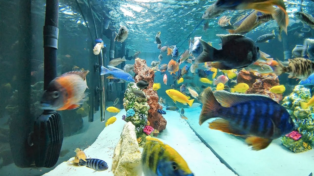 My  african cichlids tanks