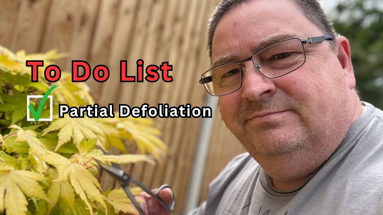 Partial Defoliation of Acers | To Do List | Bonsai Tasks