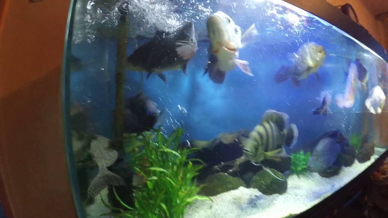 Цихлы Оцеллярис Peacock BASS