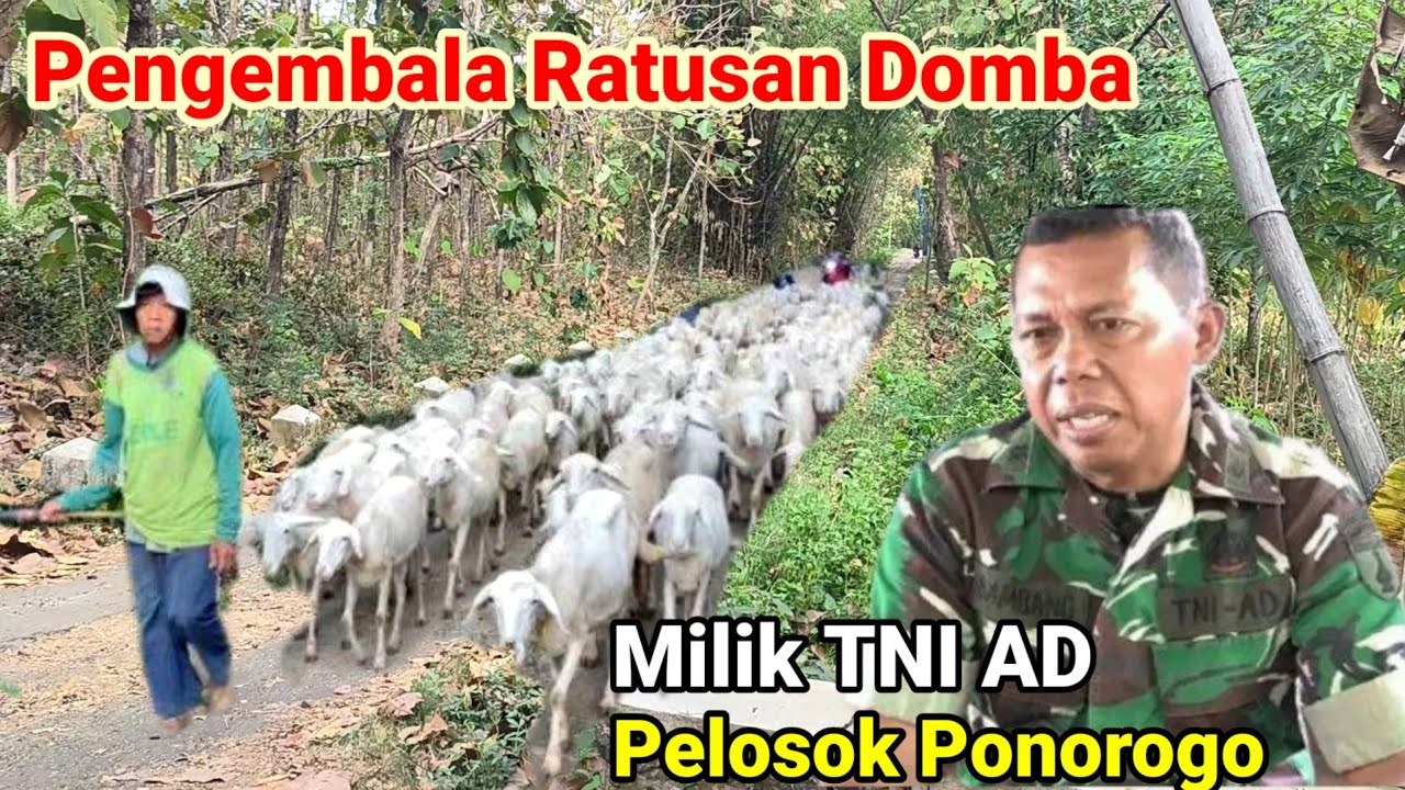 Pengembala Ratusan Domba Milik TNI di Desa Terpencil Ponorogo