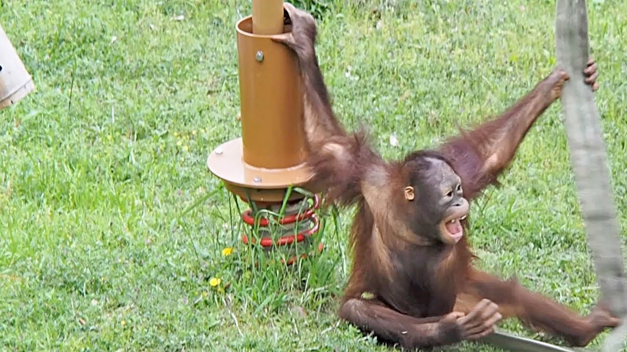 癇癪を起した我儘チェリアちゃん・オランウータン