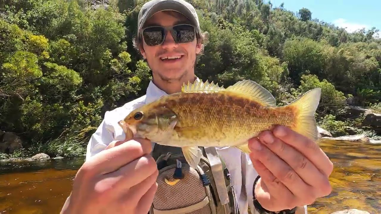 Fly Fishing for Smallmouth Bass in Western Cape Streams