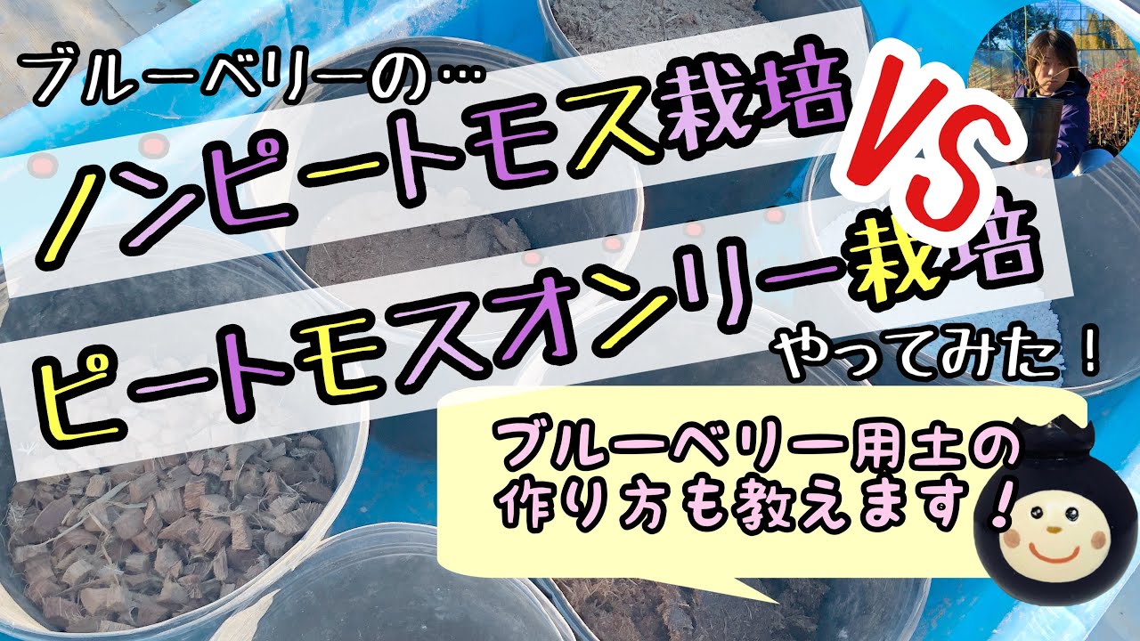★ピートモスある無し★ブルーベリー用土の作り方教えます。