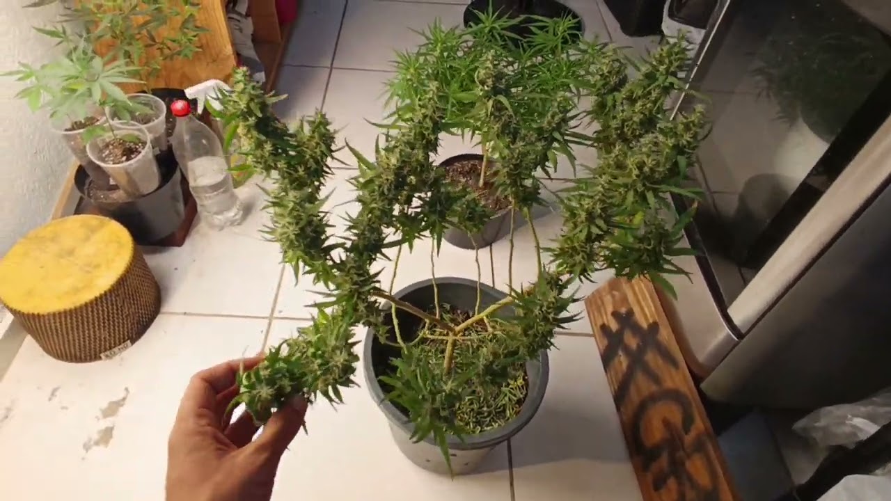 Colheita Prenseeds Diferenciada. #plantarpranaocomprar #canabis_sativa #legalizej&aacute;