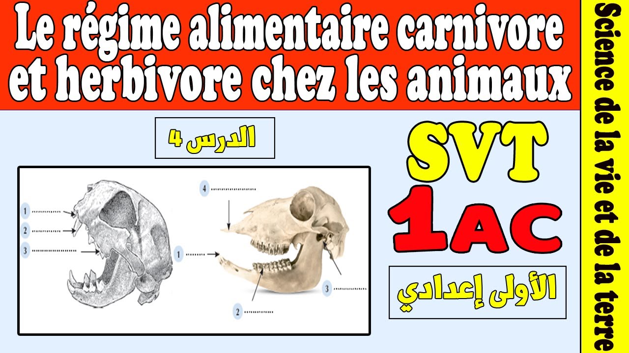 SVT 1ére année collège  le régime alimentaire carnivore et herbivore chez les animaux 1AC
