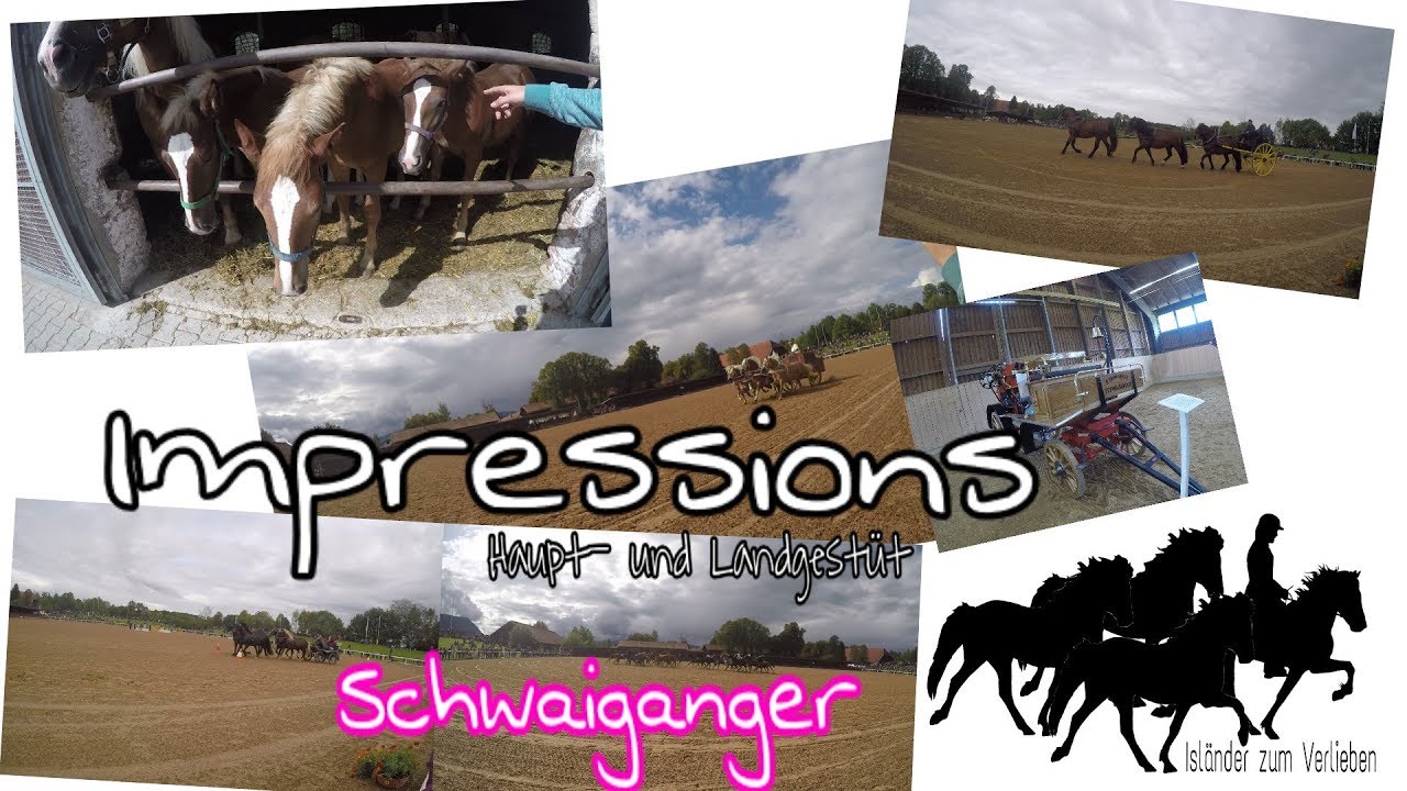Impressionen vom Haupt- und Landgestüt Schwaiganger / Isländer zum Verlieben