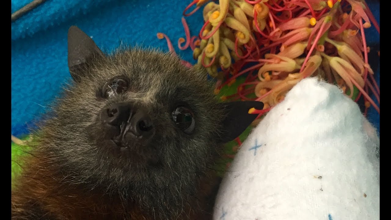 Rescuing a baby bat who fell out of a tree:  this is Catcher in the Rye