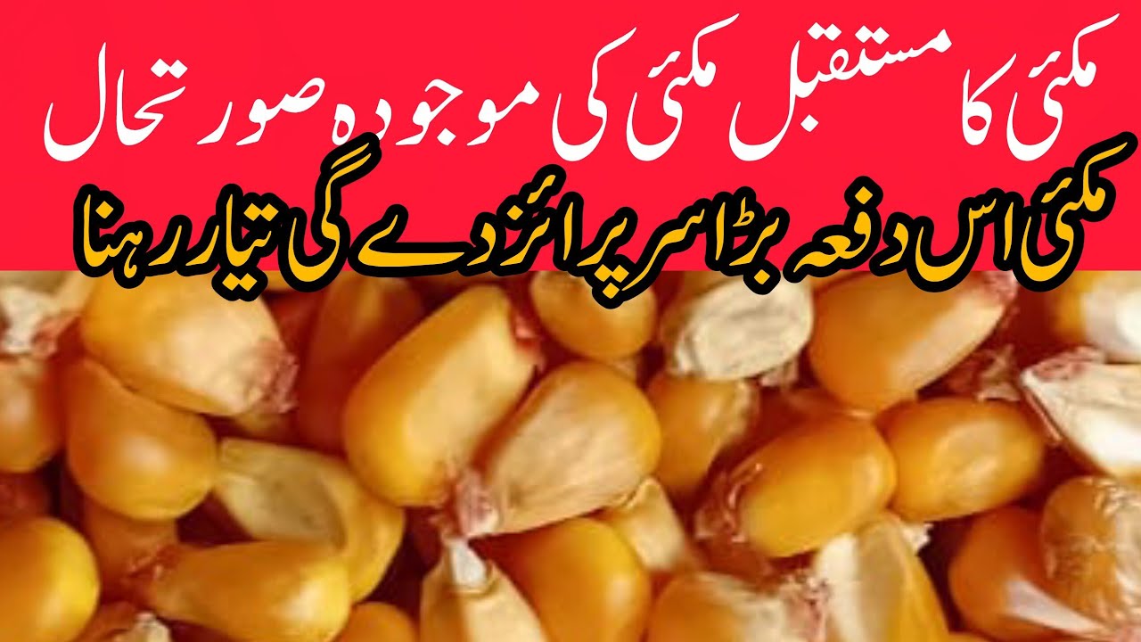 Maize rate today Punjab Pakistan// Current situation and future of maize 2025/26