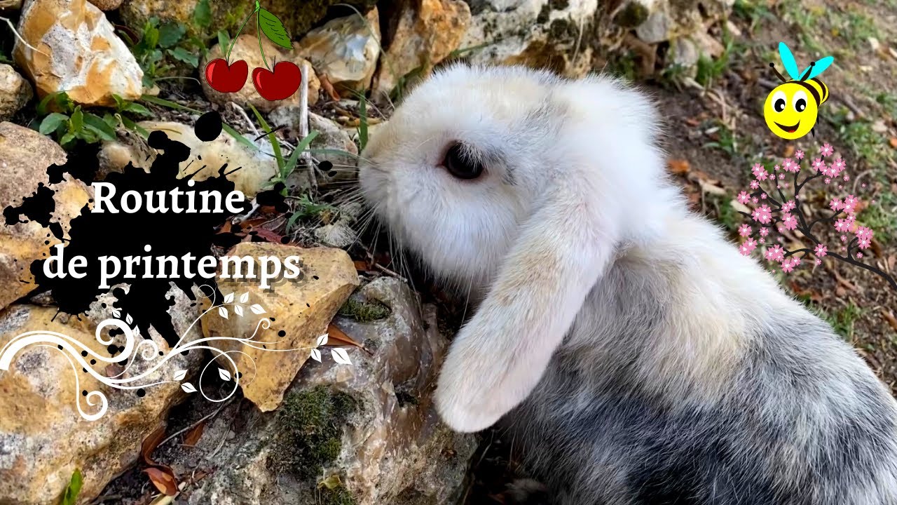 ROUTINE AVEC MES LAPINS || JEUX / NETTOYAGE ... || A routine with my bunnies