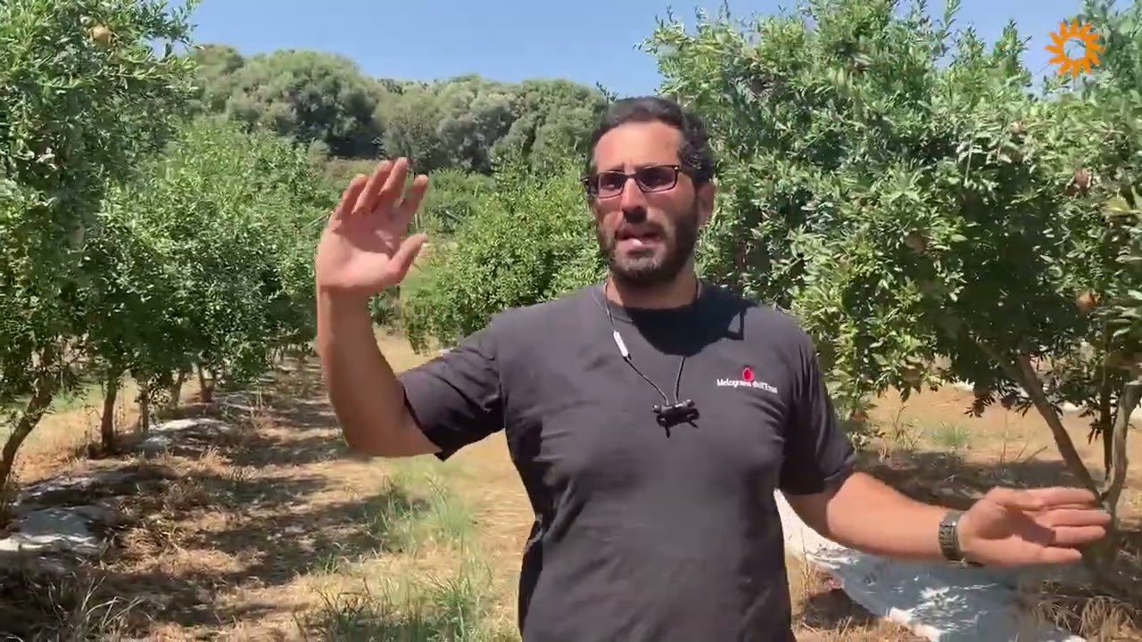Frutti di melograno, Acco e variet&agrave; Etna