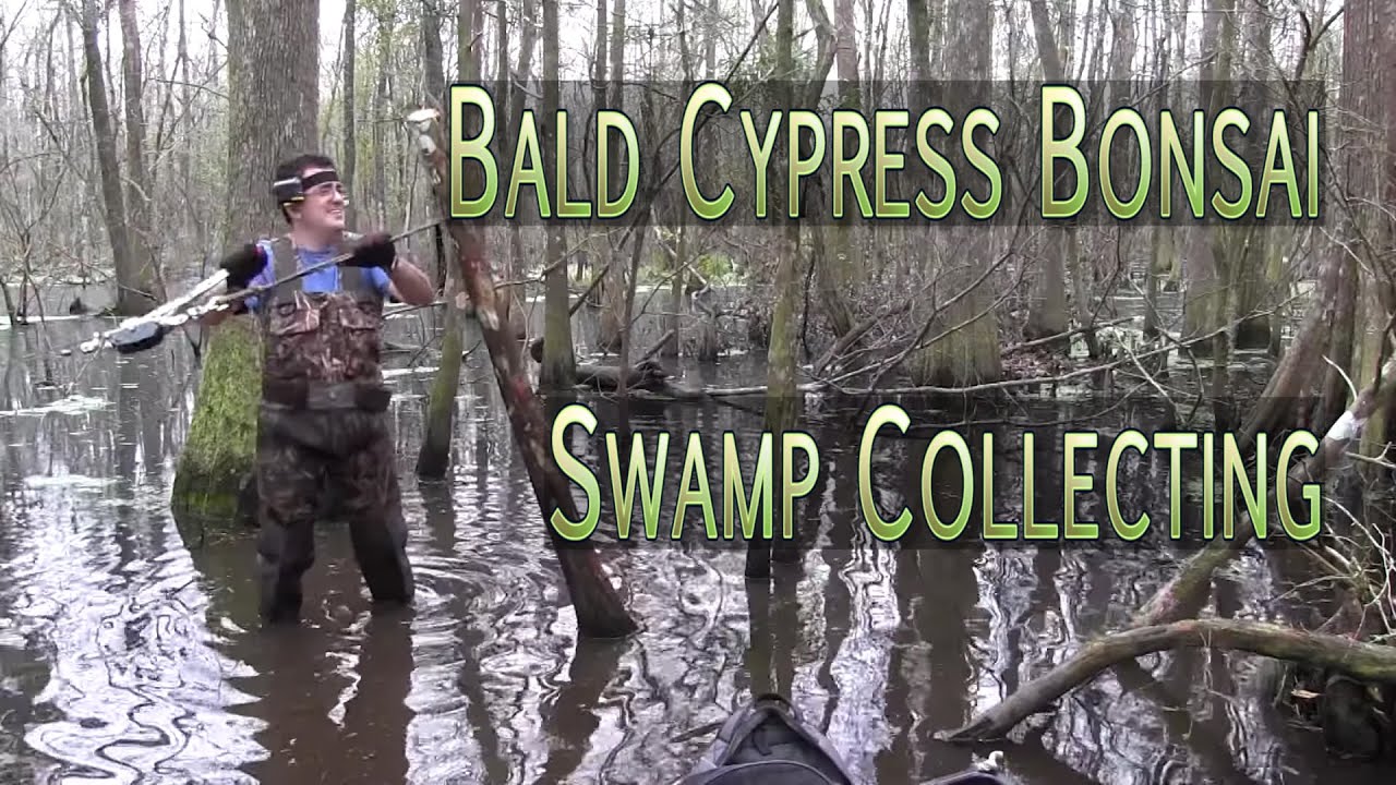 Bald Cypress Bonsai Swamp Collecting