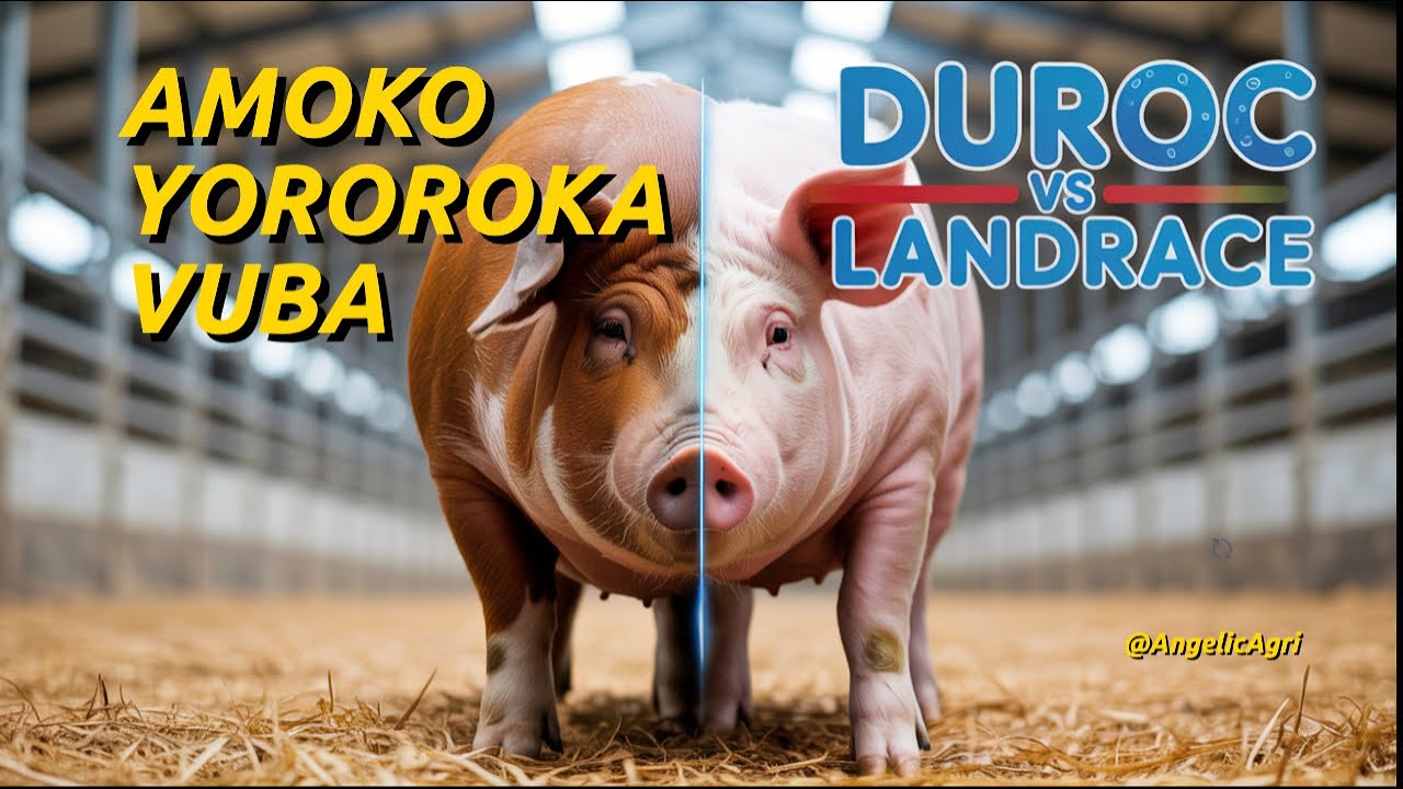 Ubwoko bw&rsquo;Ingurube Butanga Umusaruro Mwiza mu Rwanda (2025 Guide)