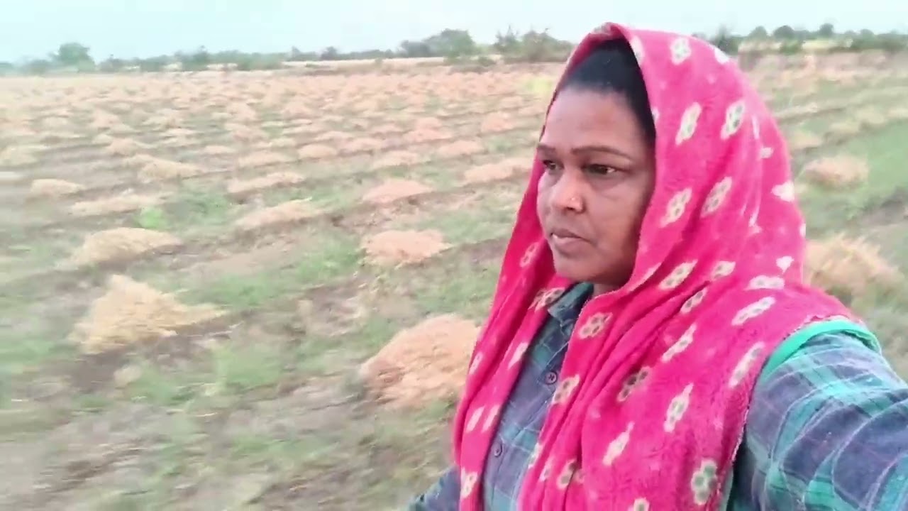 આજે ધાણા અને મેથી વાઢવા નુ કામ કર્યું 