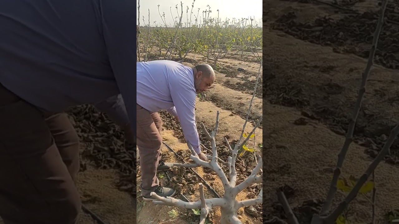 أفضل طريقة لتقليم أشجار التين يعطى أعلى انتاجيه 🌰☘️🌰🌰☘️ تين @ فاكهه التين