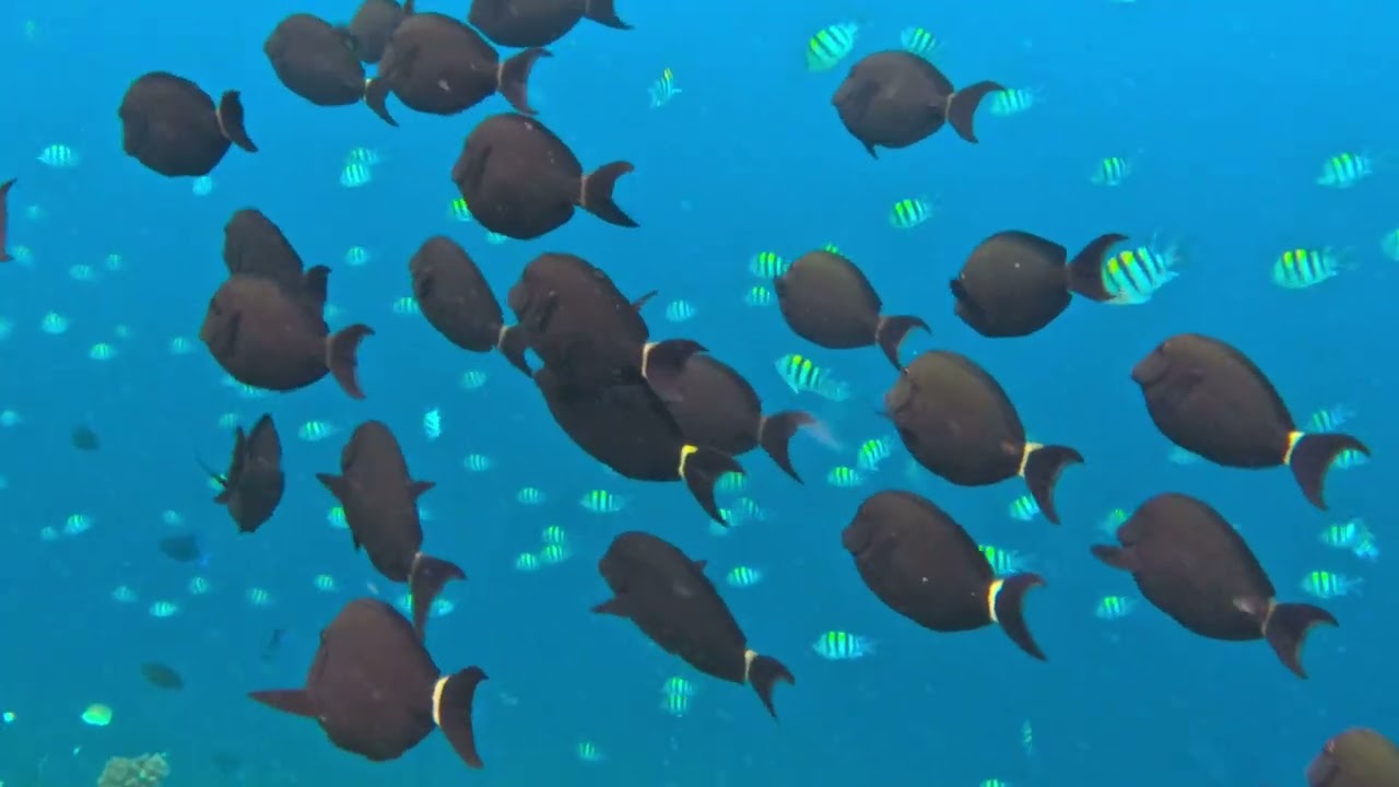 Ellaidhoo Island December 2025