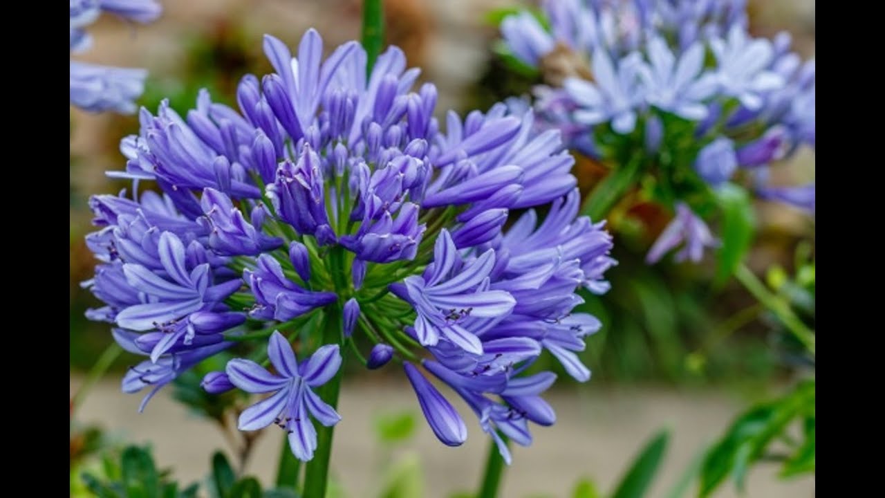 Como germinar semillas de Agapanto - Agapanthus africanus - Lirio Africano - reproducción x semillas