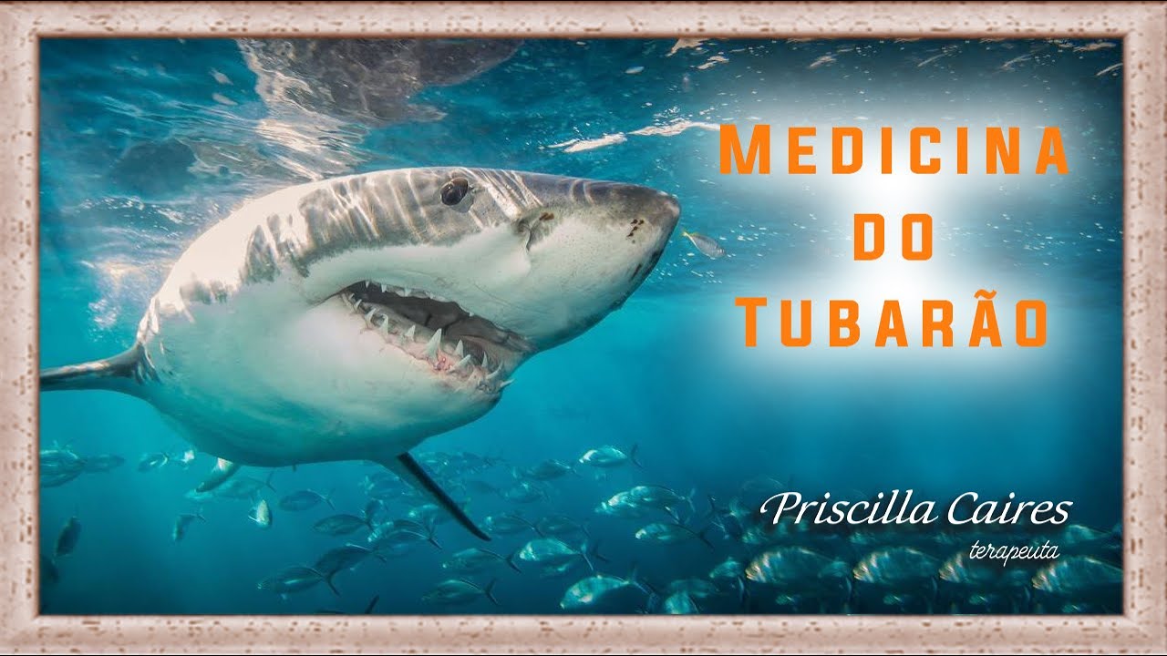 Medicina e meditação do arquétipo animal de poder tubarão