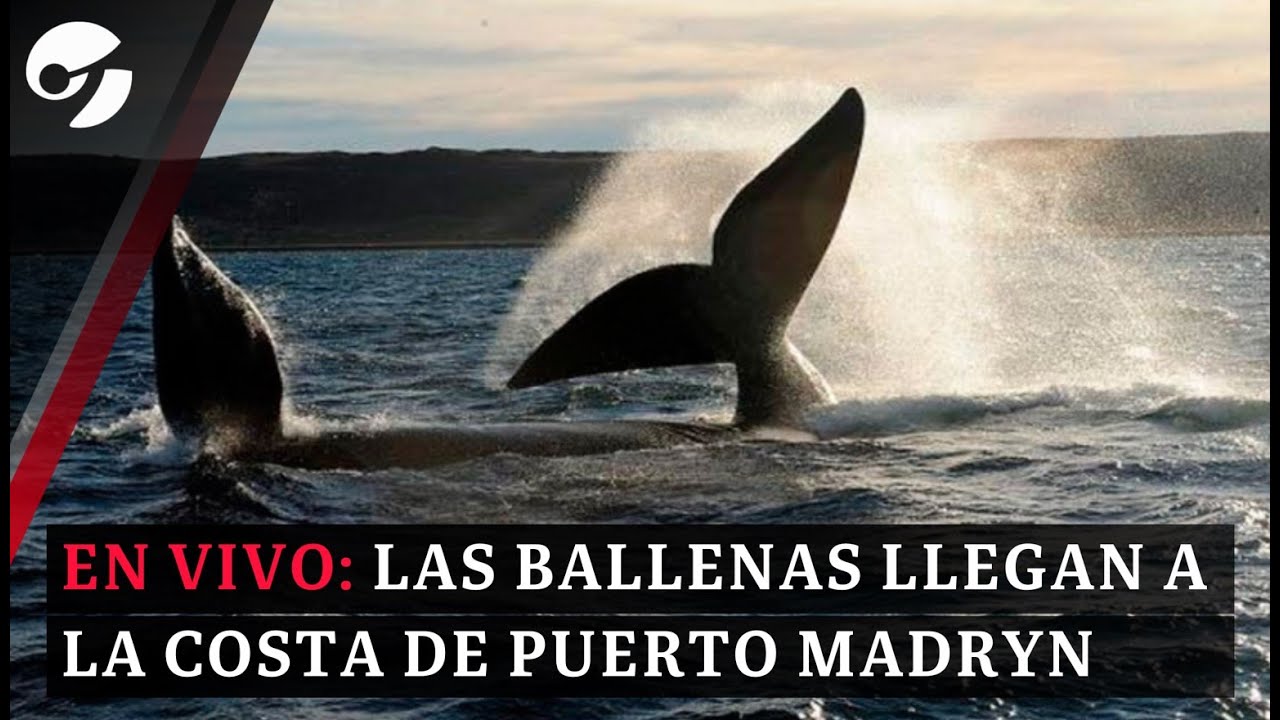 VIVO: LAS BALLENAS LLEGAN A LA COSTA DE PUERTO MADRYN, EN LA PENÍNSULA VALDÉS