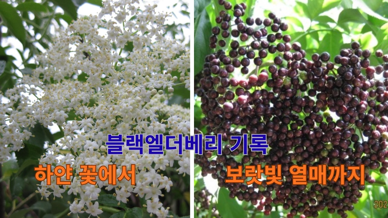 [시골살이] 하얀 꽃에서 보랏빛 열매까지｜블랙엘더베리 기록