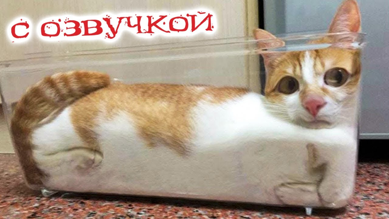 ПРИКОЛЫ С КОТАМИ! С озвучкой! МЕГАРЖАЧНЫЕ! СМЕШНЫЕ КОТЫ! Самые смешные животные!