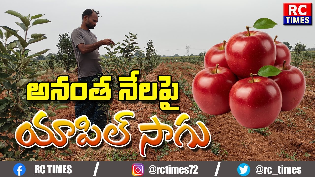 అనంత రైతు యాపిల్ సాగు ప్రయోగం#అతిఉష్ణ ప్రాంతాల్లోనూ యాపిల్ దిగుబడులు#కరవు నేలలో యాపిల్ సాగుపై ఆసక్తి