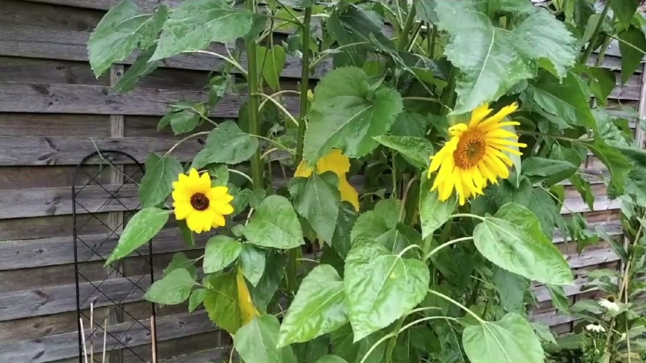 3 HOURS: Rain on Sunflowers  - relaxing | Garden | Focus | Rain | Calming Background Ambience