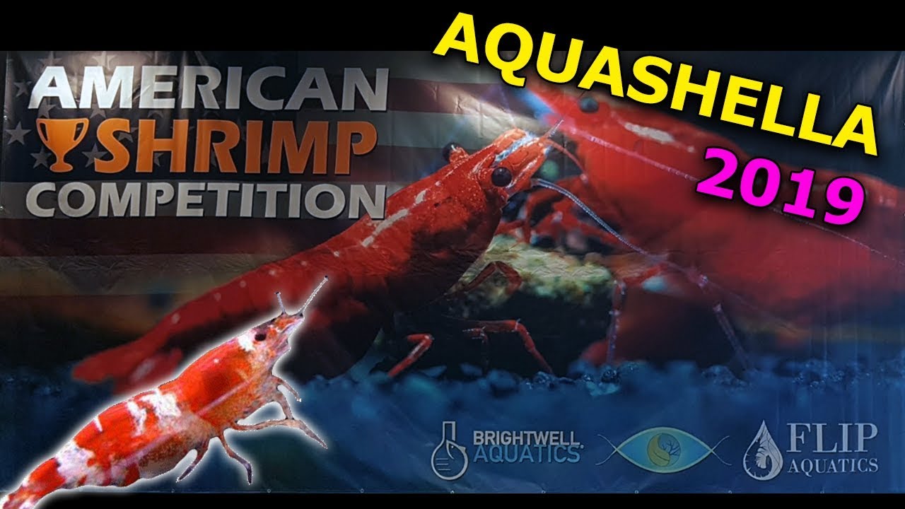 1st American Shrimp Contest  - Aquashella Dallas 2019