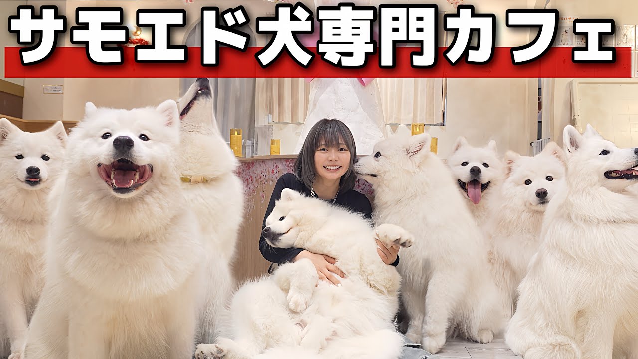 【癒し】日本で1番サモエドがいる犬カフェが癒しの楽園すぎてた...🐶　『サモエドカフェmoffu』