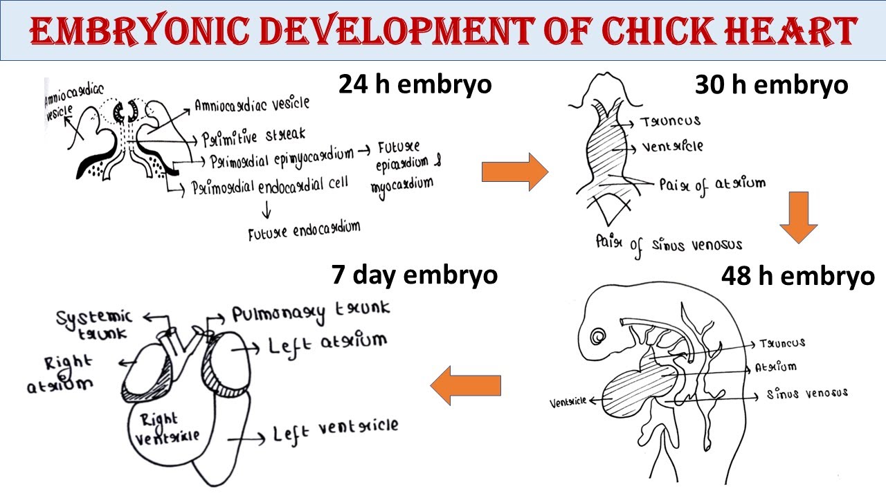 Embryonic development of chick heart | Developmental Biology