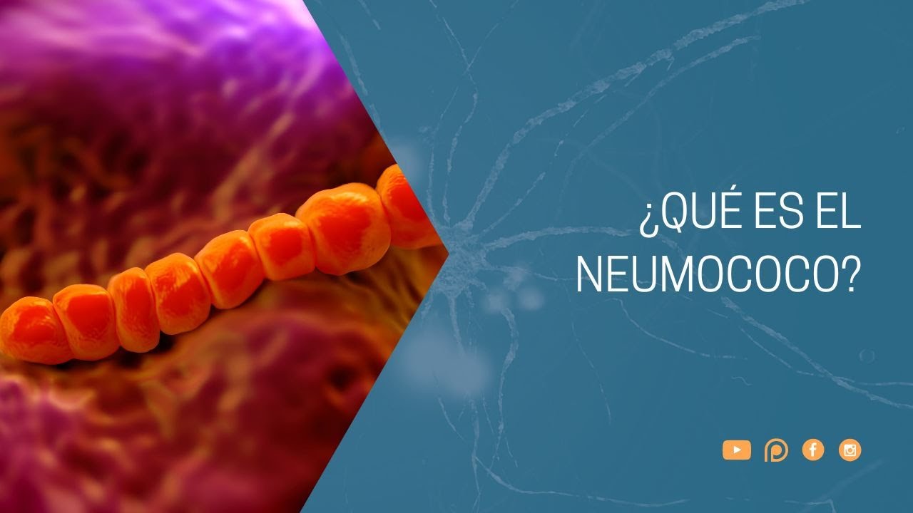 ¿Qué es el Neumococo?