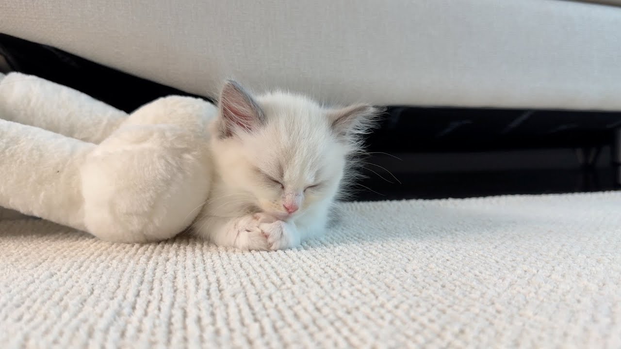 입양 이틀만에 완벽 적응해버린 수다쟁이 고양이
