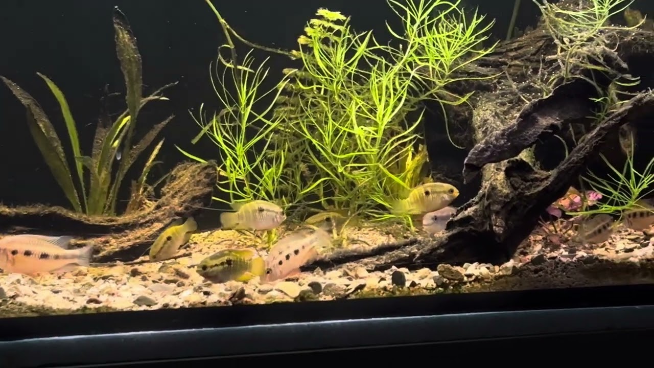 Crenicara punctulatum and laetacara dorsigera, 425l