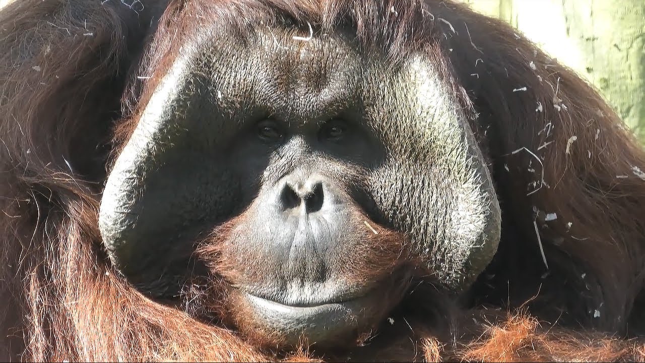 Rare footage of orangutan male playing with his baby