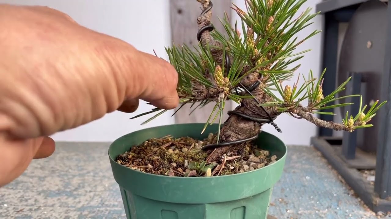 千寿丸のミニ盆栽を作る為に最初にやる事